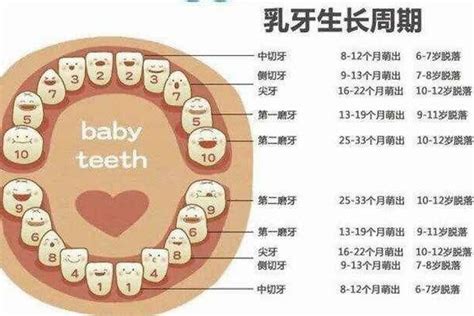 人有多少牙|有些人有28颗牙，有些人却有32颗到底多少颗牙齿是。